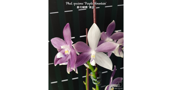 Орхiдея Phal. Speciosa Purple Mountain - купити, доставка Україна